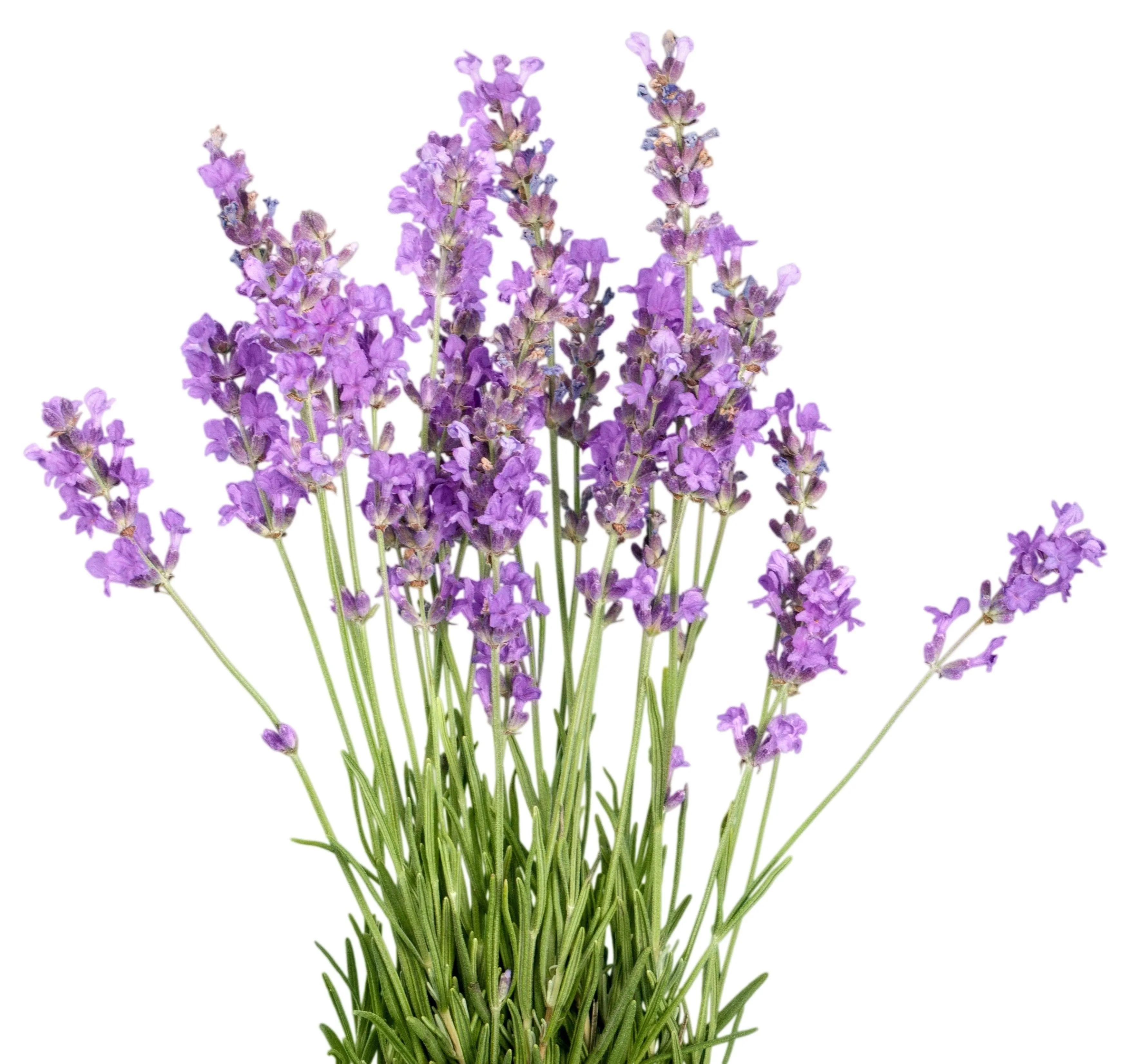 Pure Lavender Essence Misting Toner